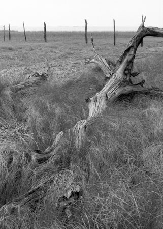 57DriftwoodMarshCrop