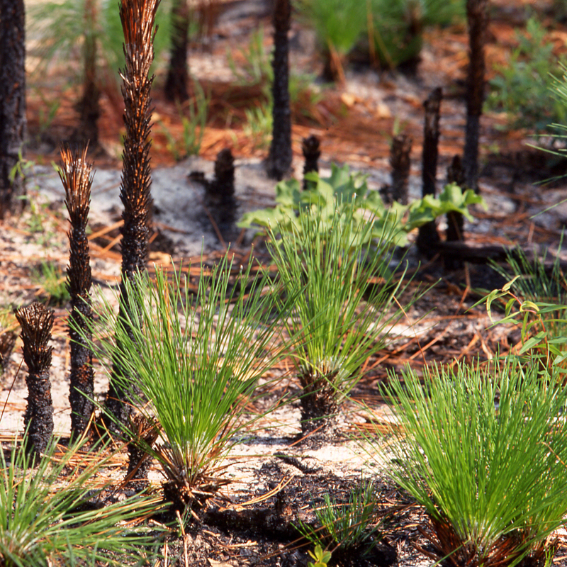 LongleafBabies