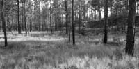 FurredForest
