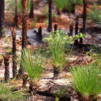 LongleafBabies