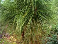 Needles2